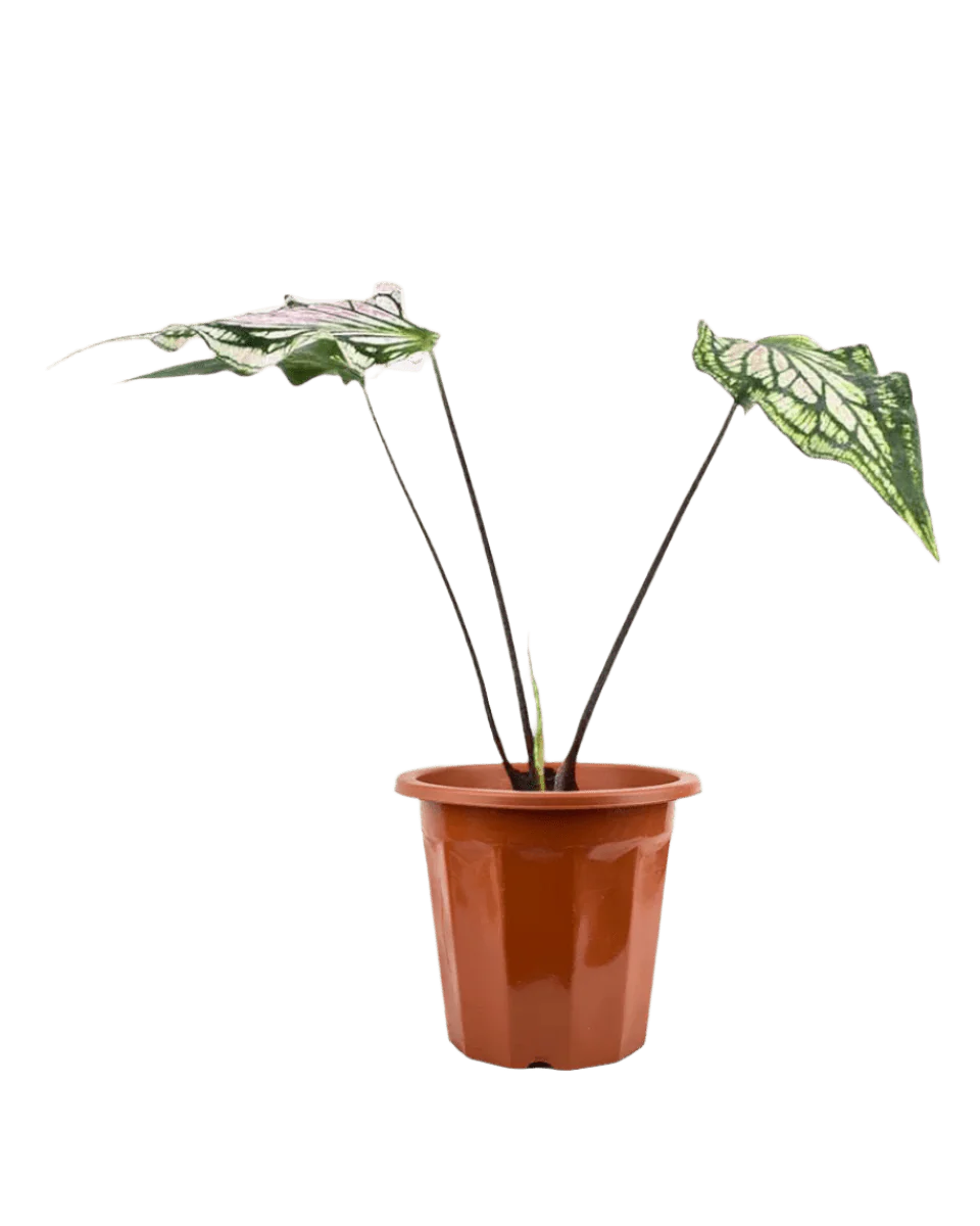 Caladium ‘Thai Beauty’ - Image 11