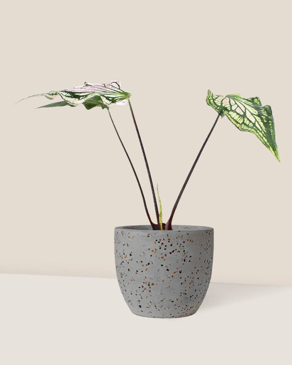 Caladium ‘Thai Beauty’ - Image 3