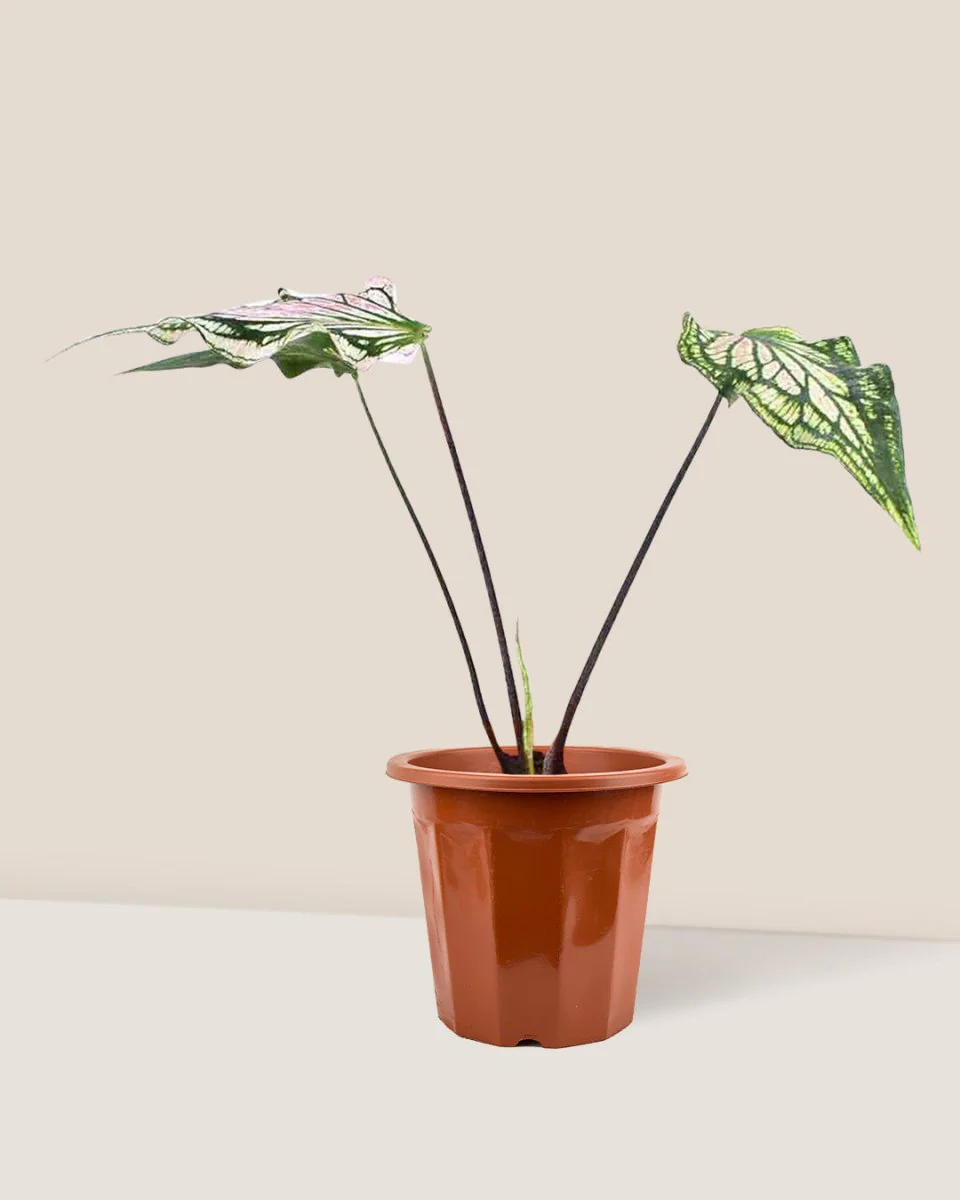 Caladium ‘Thai Beauty’ - Image 6