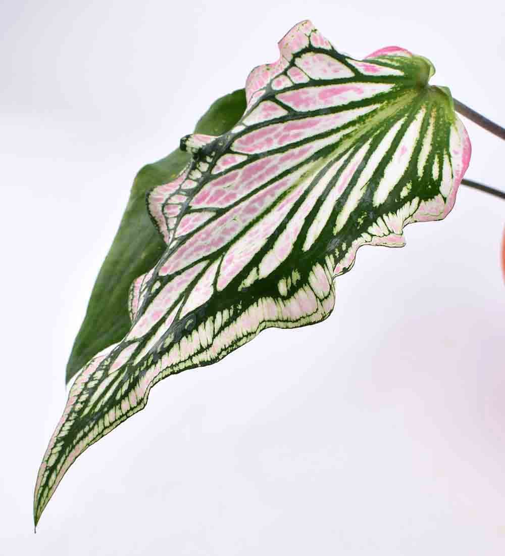 Caladium ‘Thai Beauty’ - Image 7