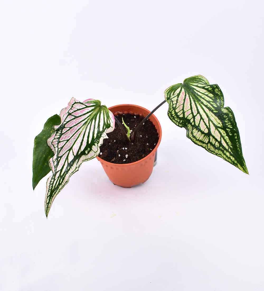 Caladium ‘Thai Beauty’ - Image 8