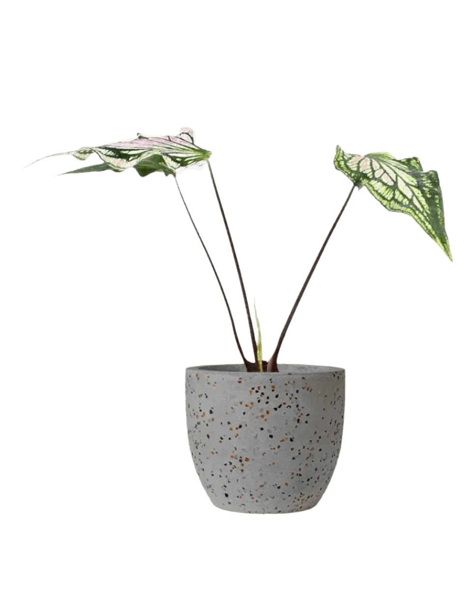 Caladium ‘Thai Beauty’ - Image 9