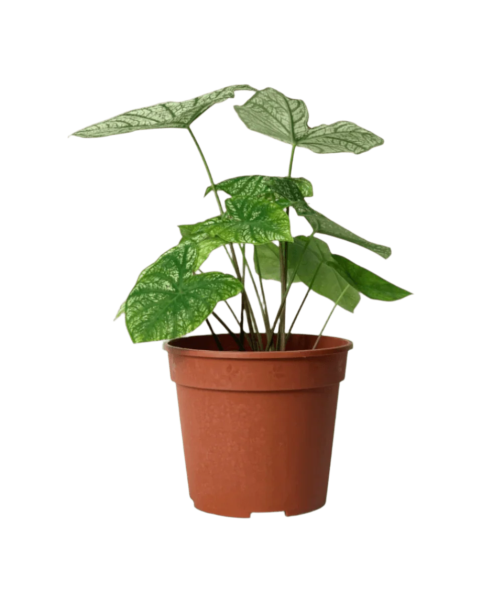 Caladium White Christmas - Image 10