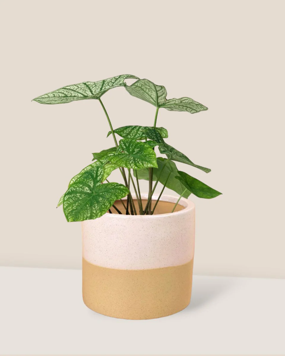 Caladium White Christmas - Image 3