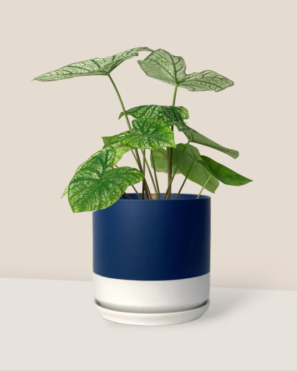 Caladium White Christmas - Image 4