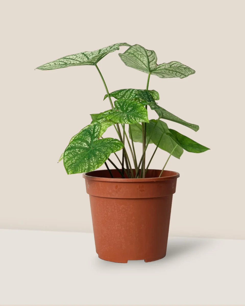 Caladium White Christmas - Image 5