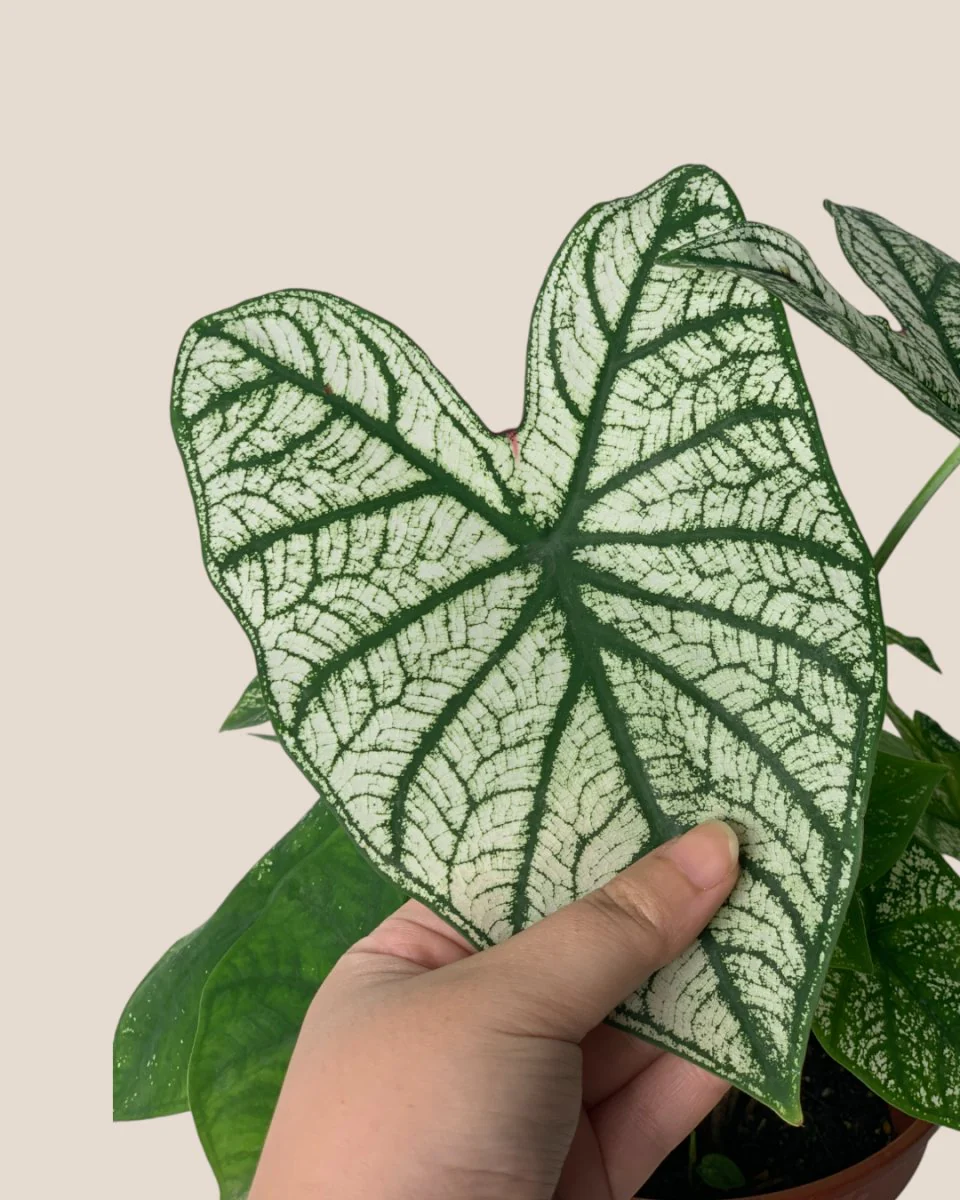 Caladium White Christmas - Image 6