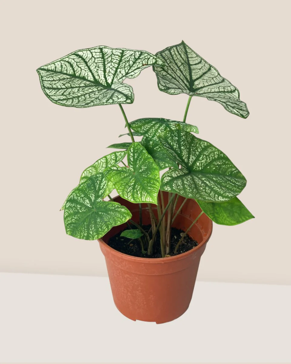 Caladium White Christmas - Image 7