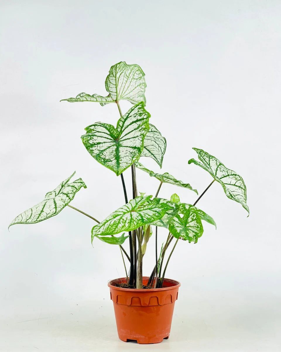 Caladium White Christmas - Image 8