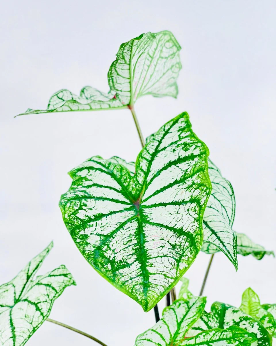 Caladium White Christmas - Image 9
