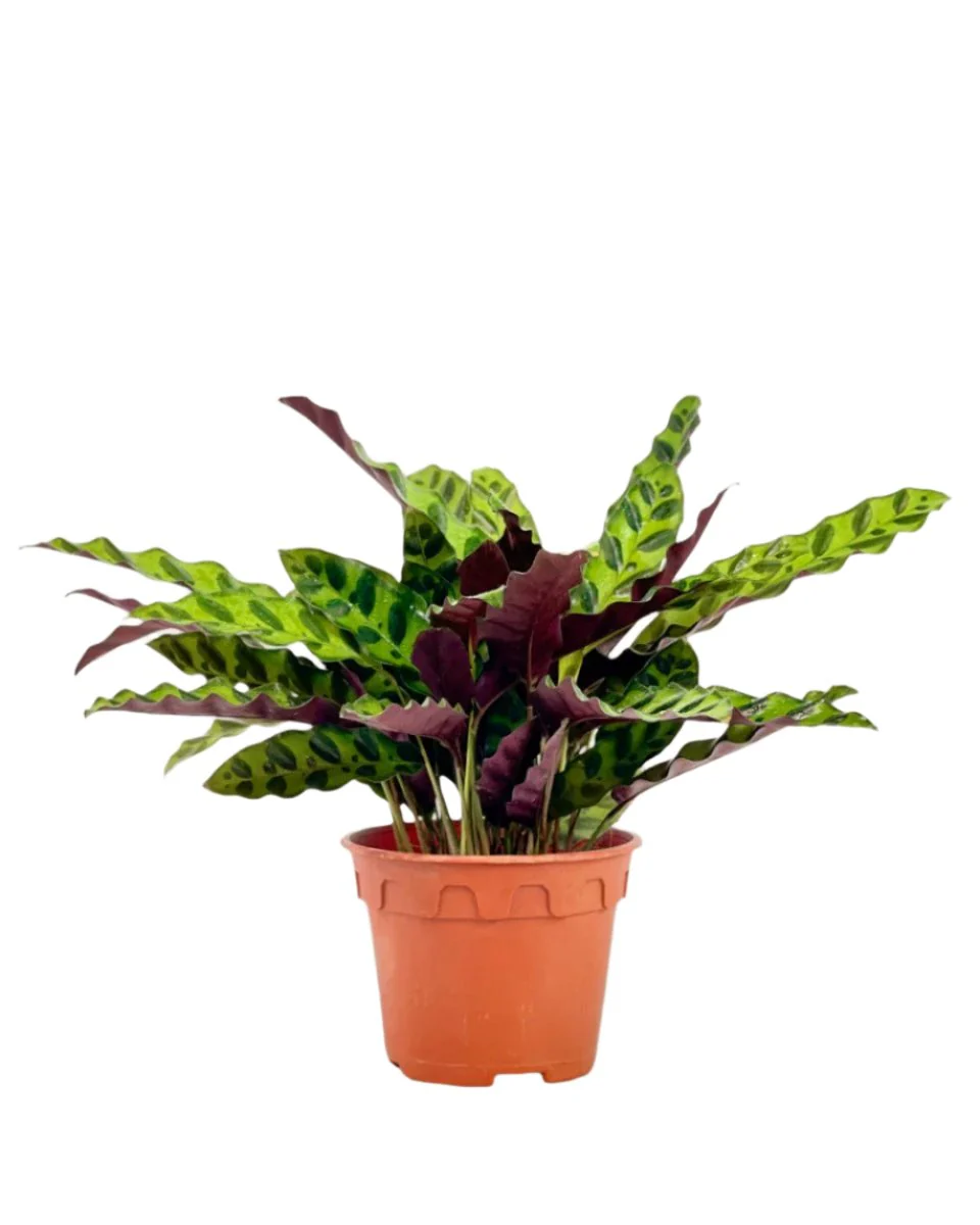 Calathea Lancifolia - Image 10