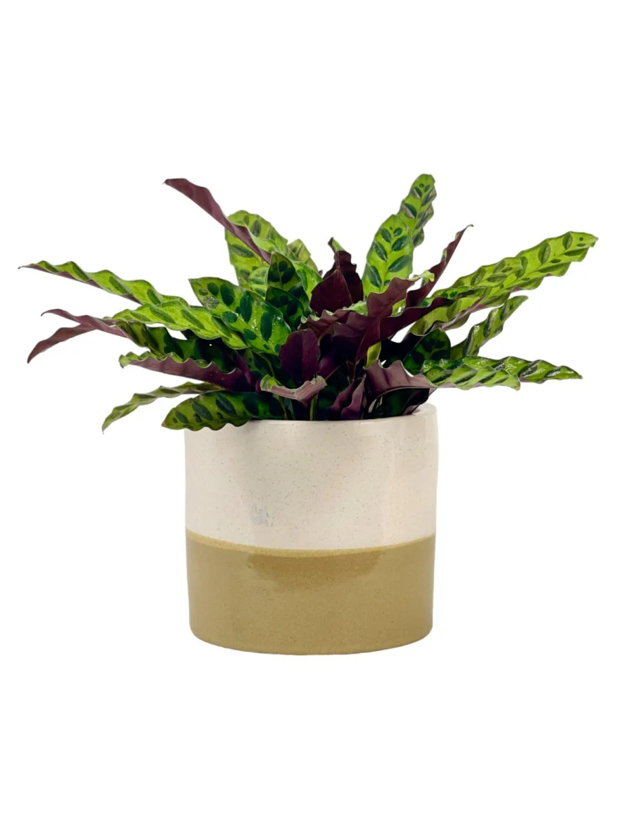 Calathea Lancifolia - Image 11