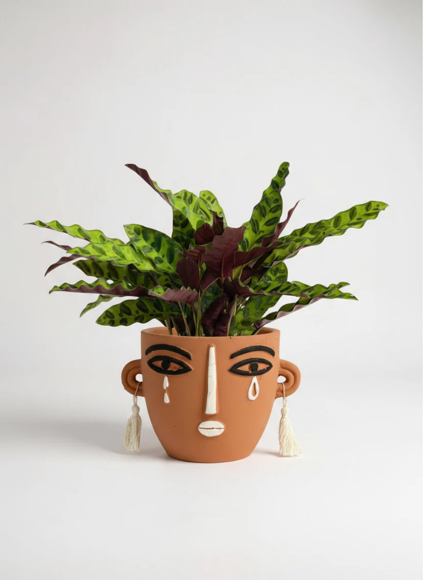 Calathea Lancifolia - Image 5