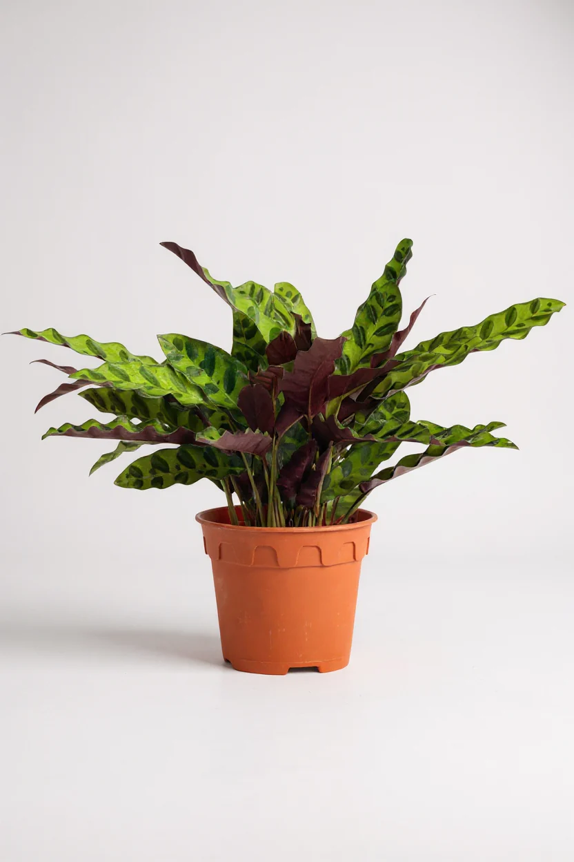 Calathea Lancifolia - Image 6