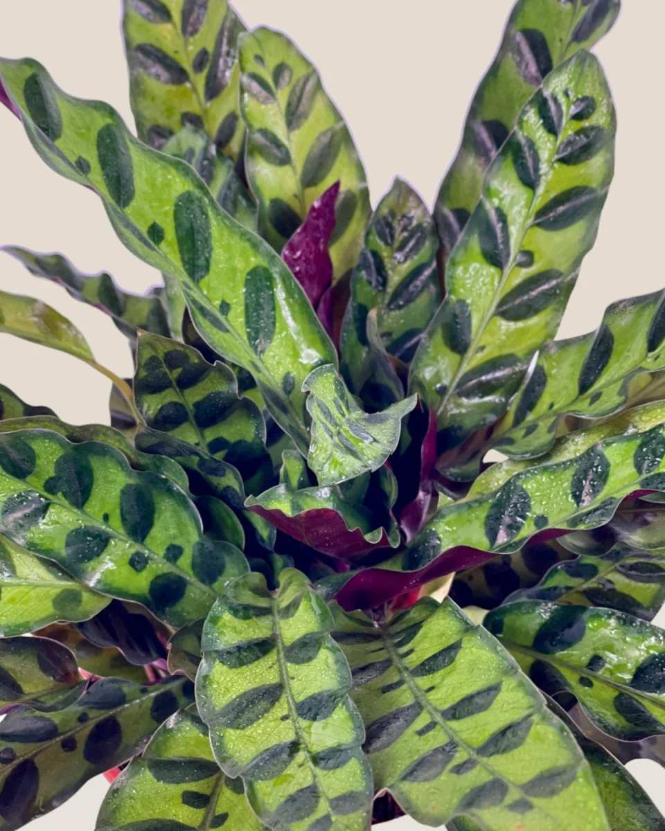 Calathea Lancifolia - Image 7