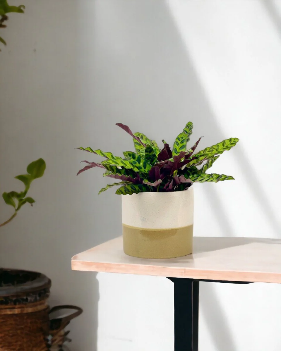Calathea Lancifolia - Image 8