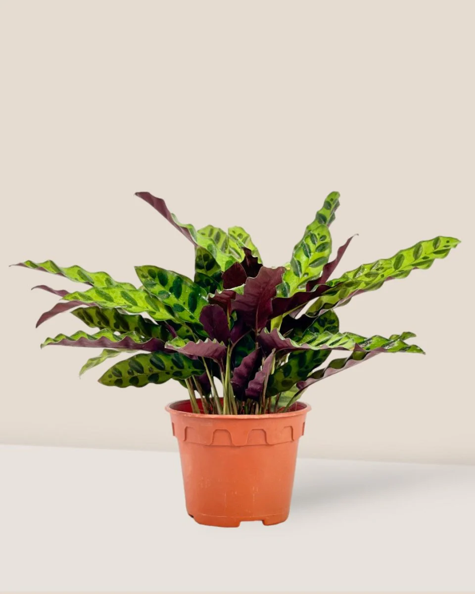 Calathea Lancifolia - Image 9