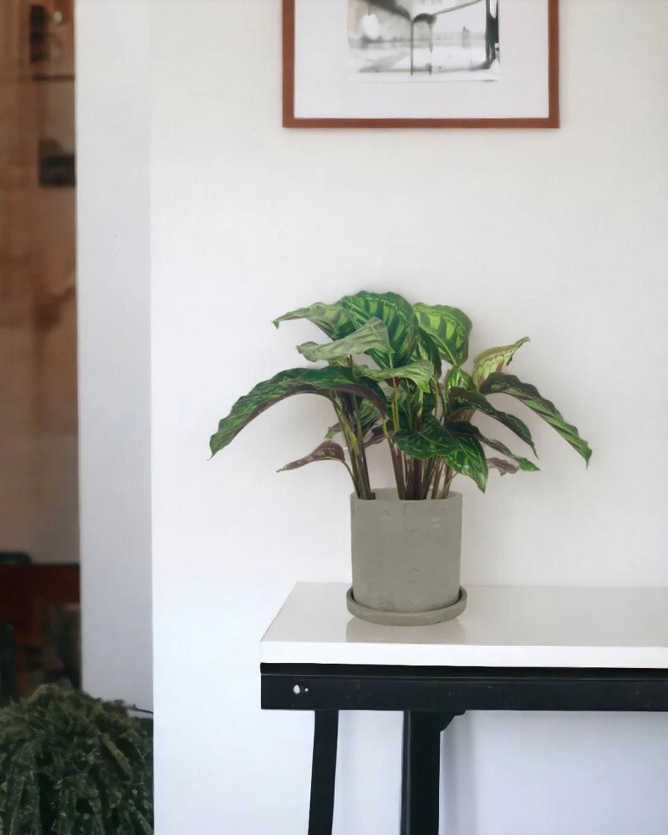 Calathea Libbyana - Image 2