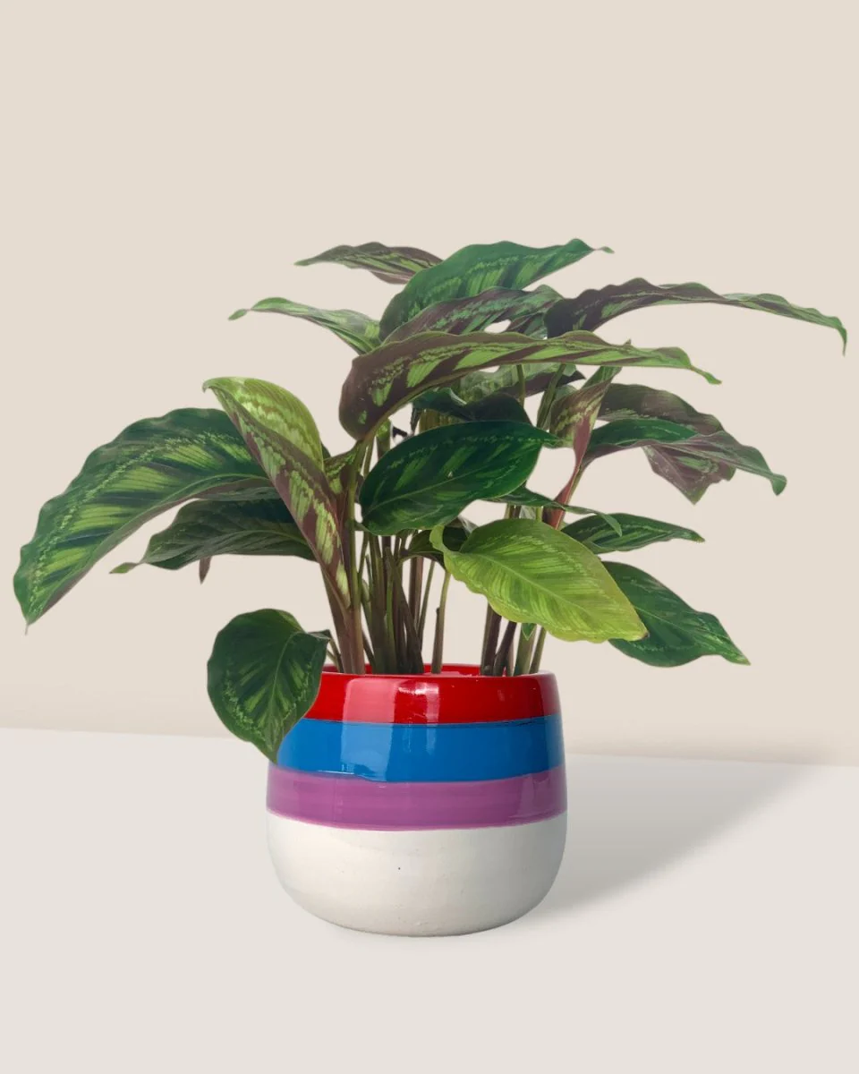 Calathea Libbyana - Image 3