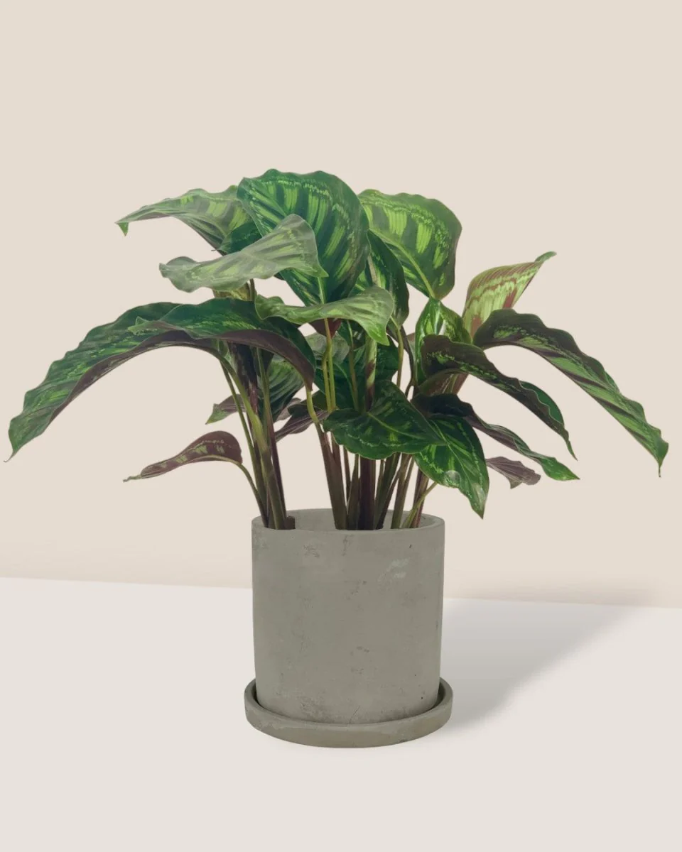 Calathea Libbyana - Image 4