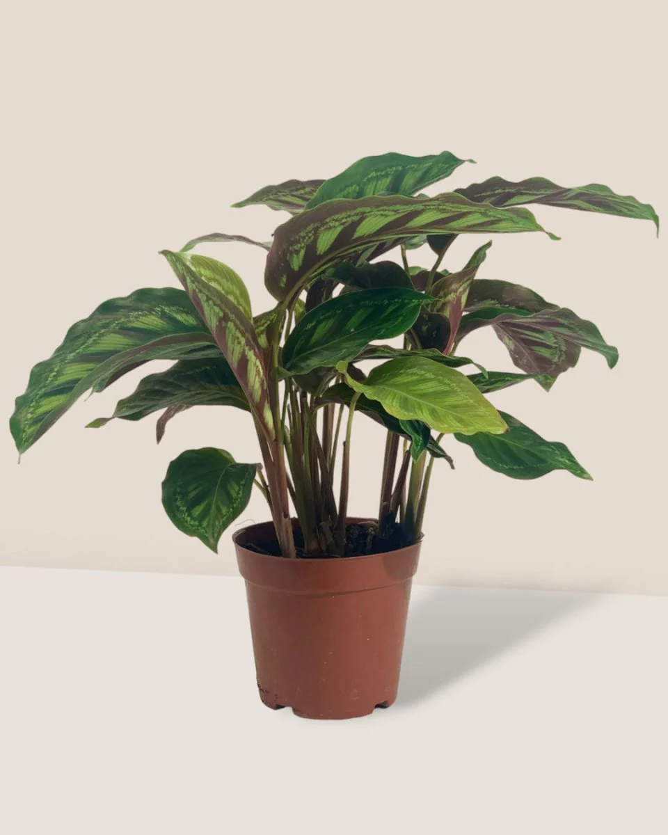 Calathea Libbyana - Image 5