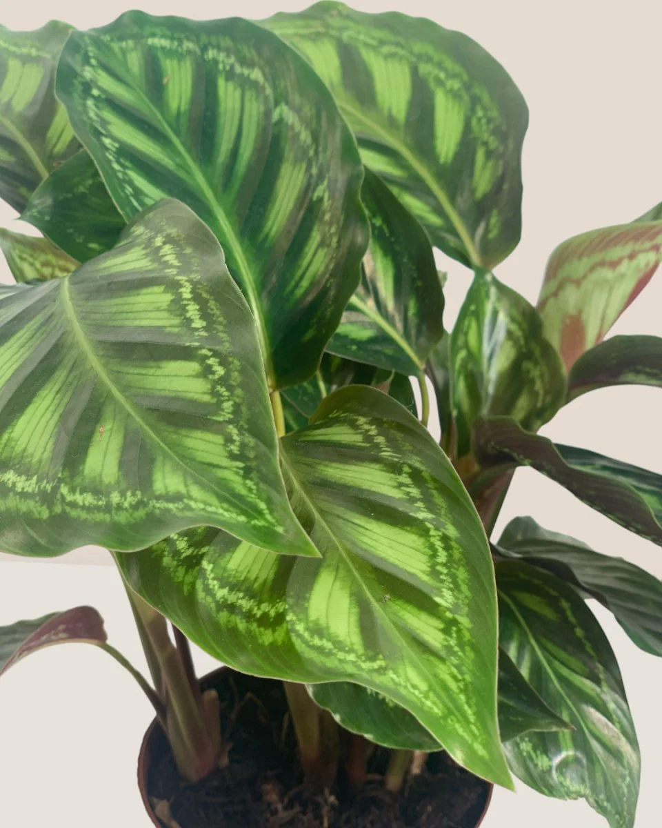 Calathea Libbyana - Image 6
