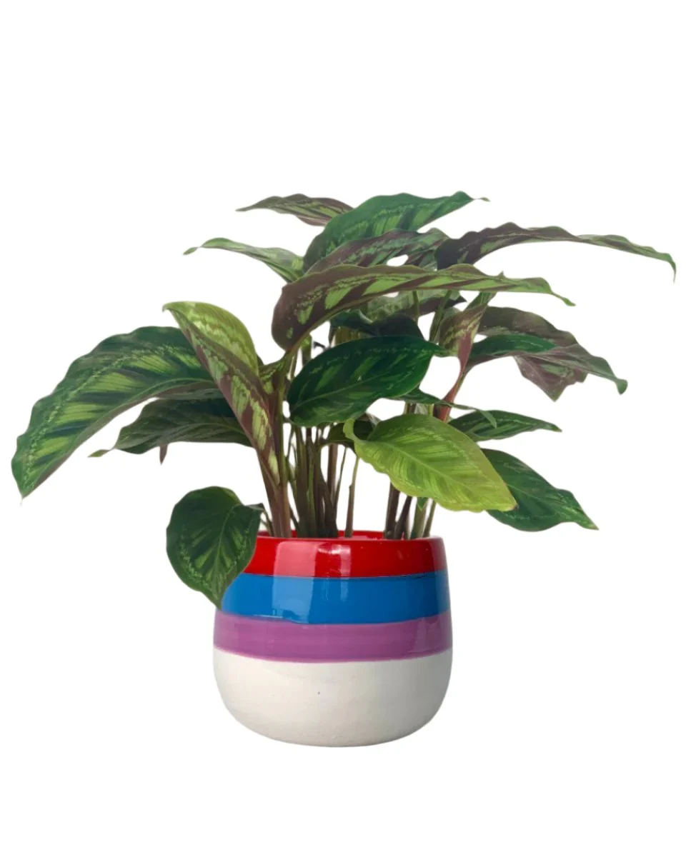 Calathea Libbyana - Image 7