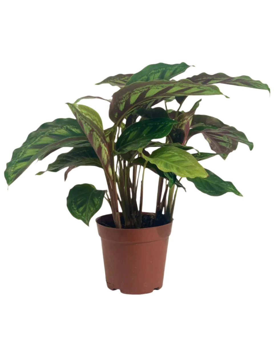 Calathea Libbyana - Image 8