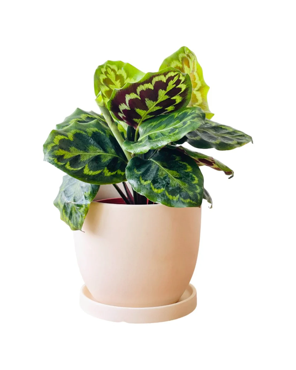 Calathea Medallion
