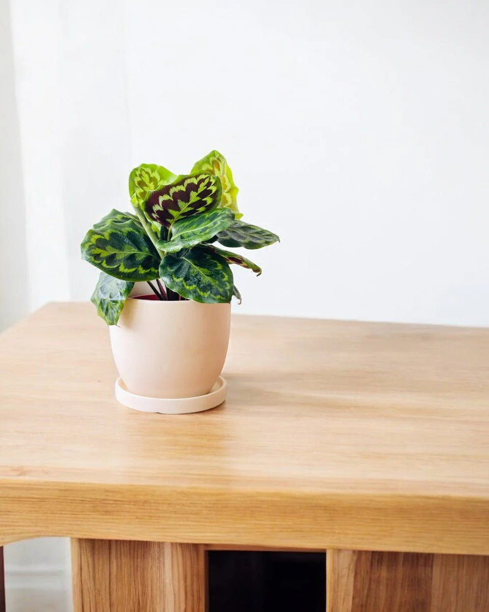 Calathea Medallion - Image 2