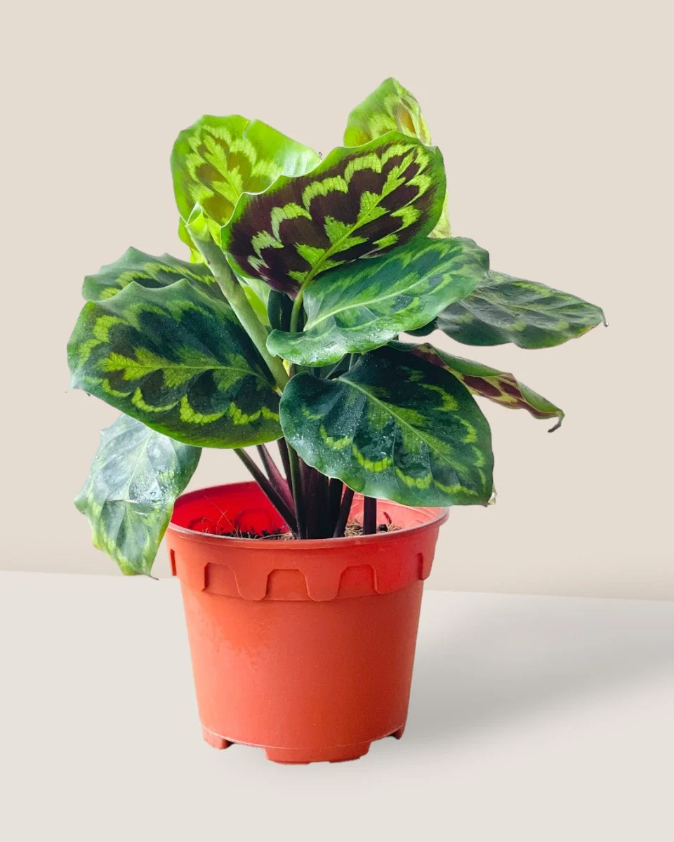 Calathea Medallion - Image 3