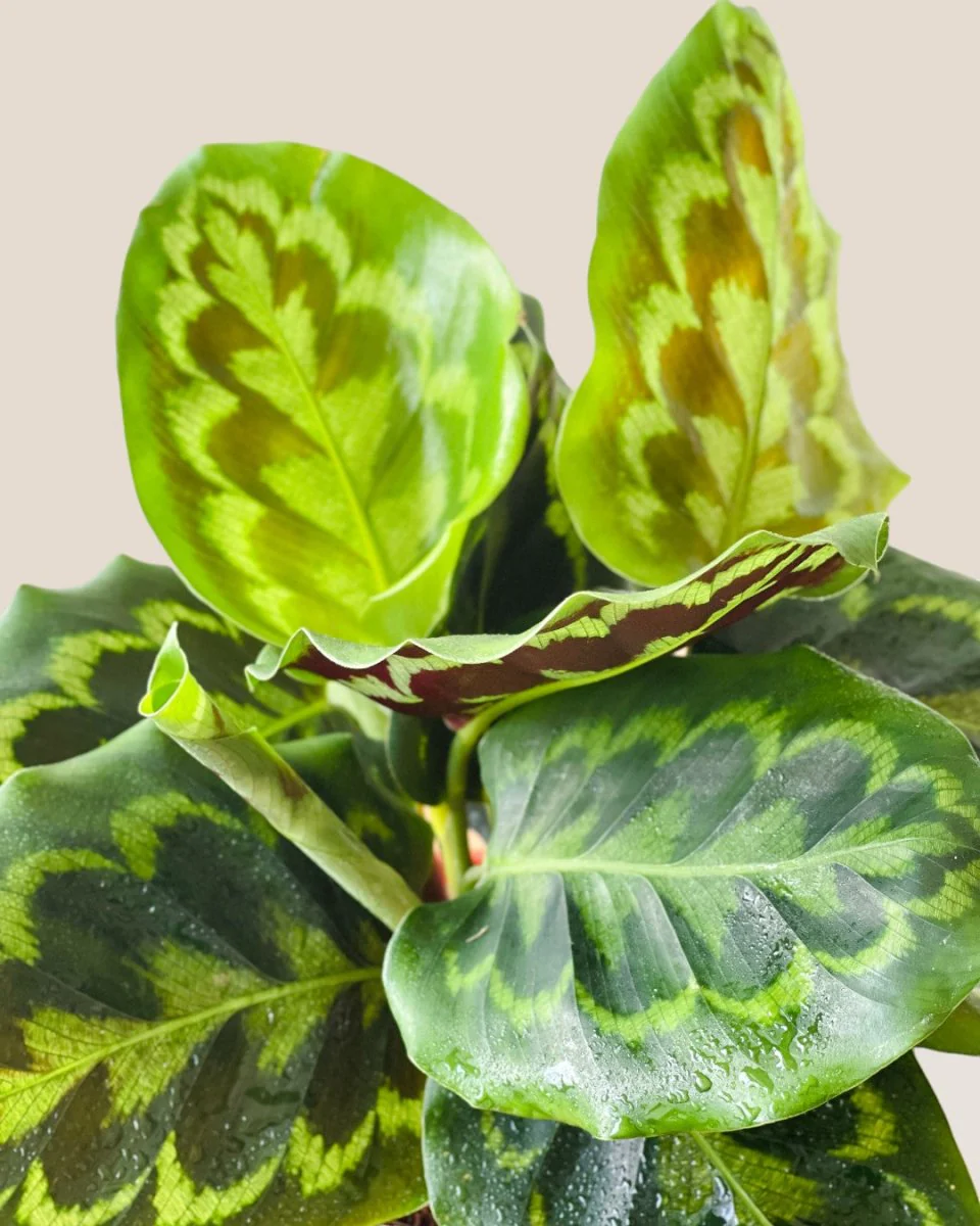 Calathea Medallion - Image 4