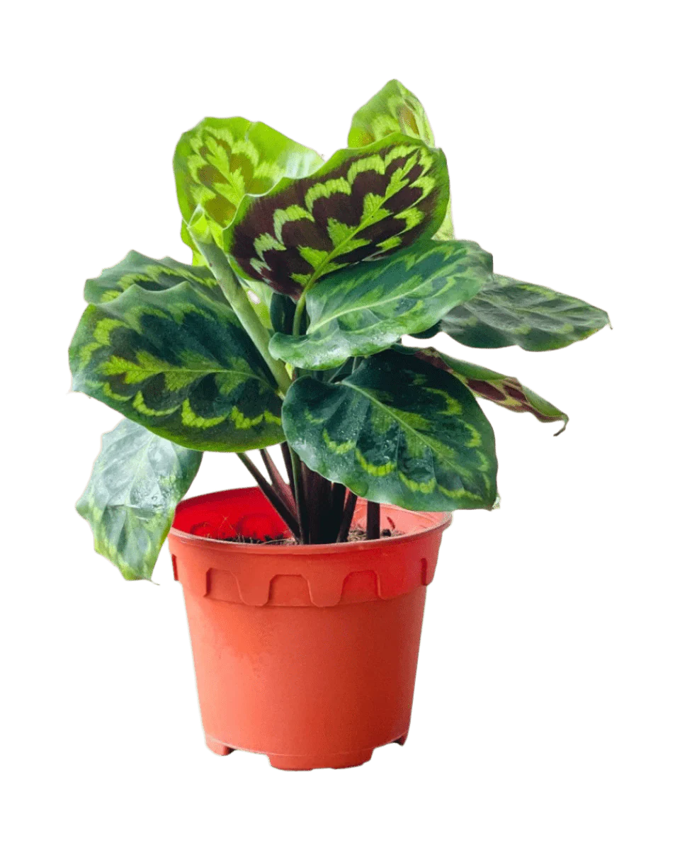 Calathea Medallion - Image 5