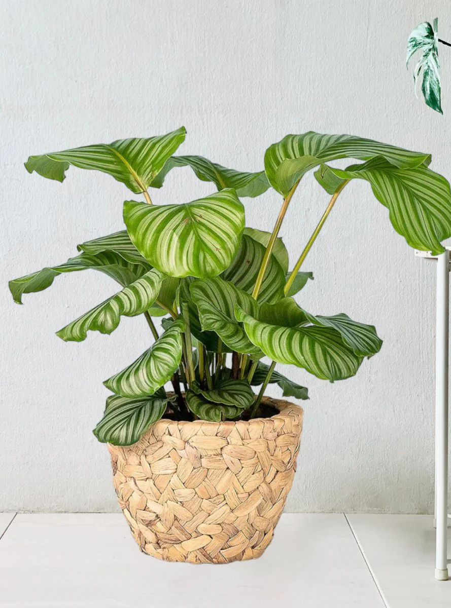 Calathea Orbifolia - Image 10