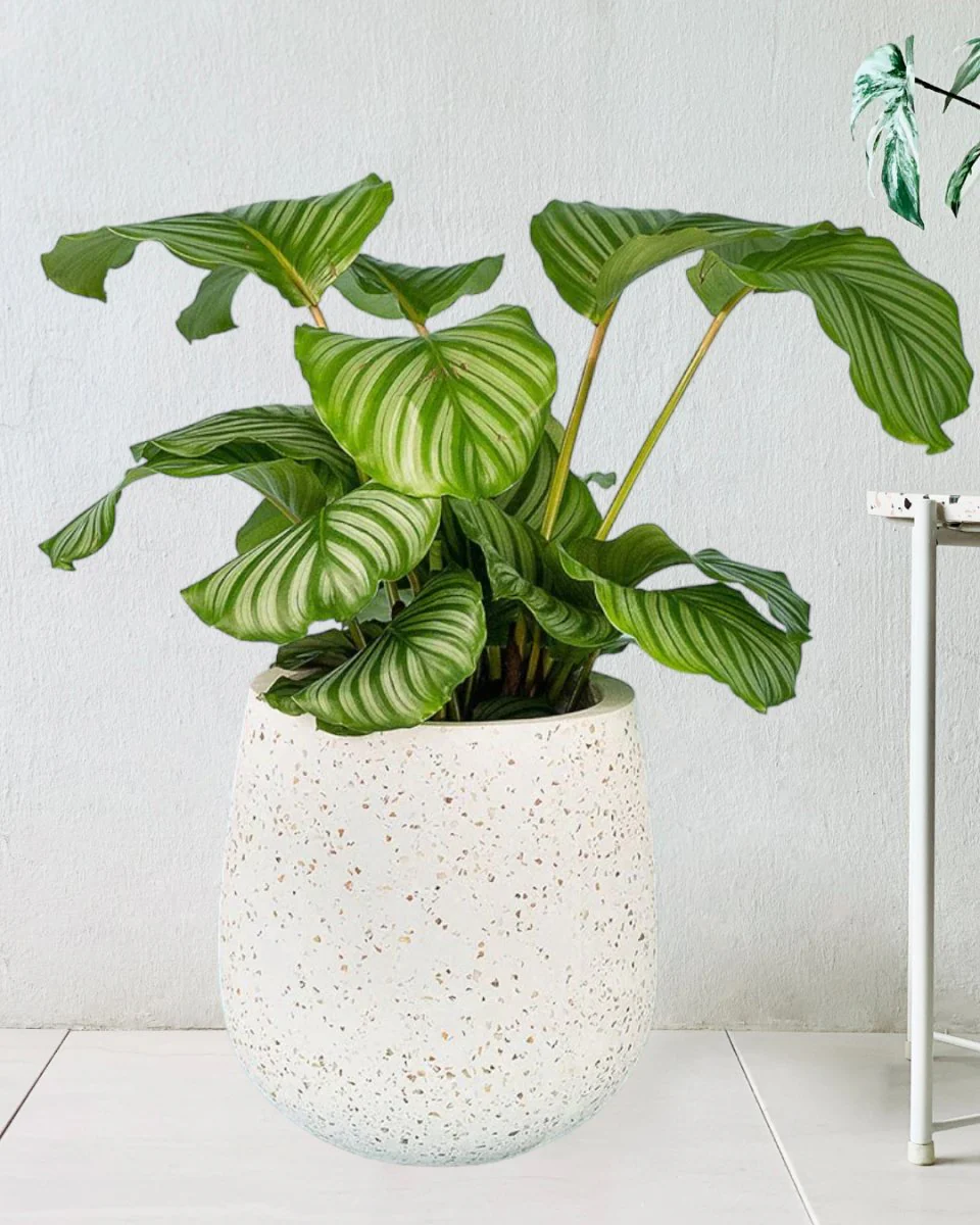 Calathea Orbifolia - Image 11