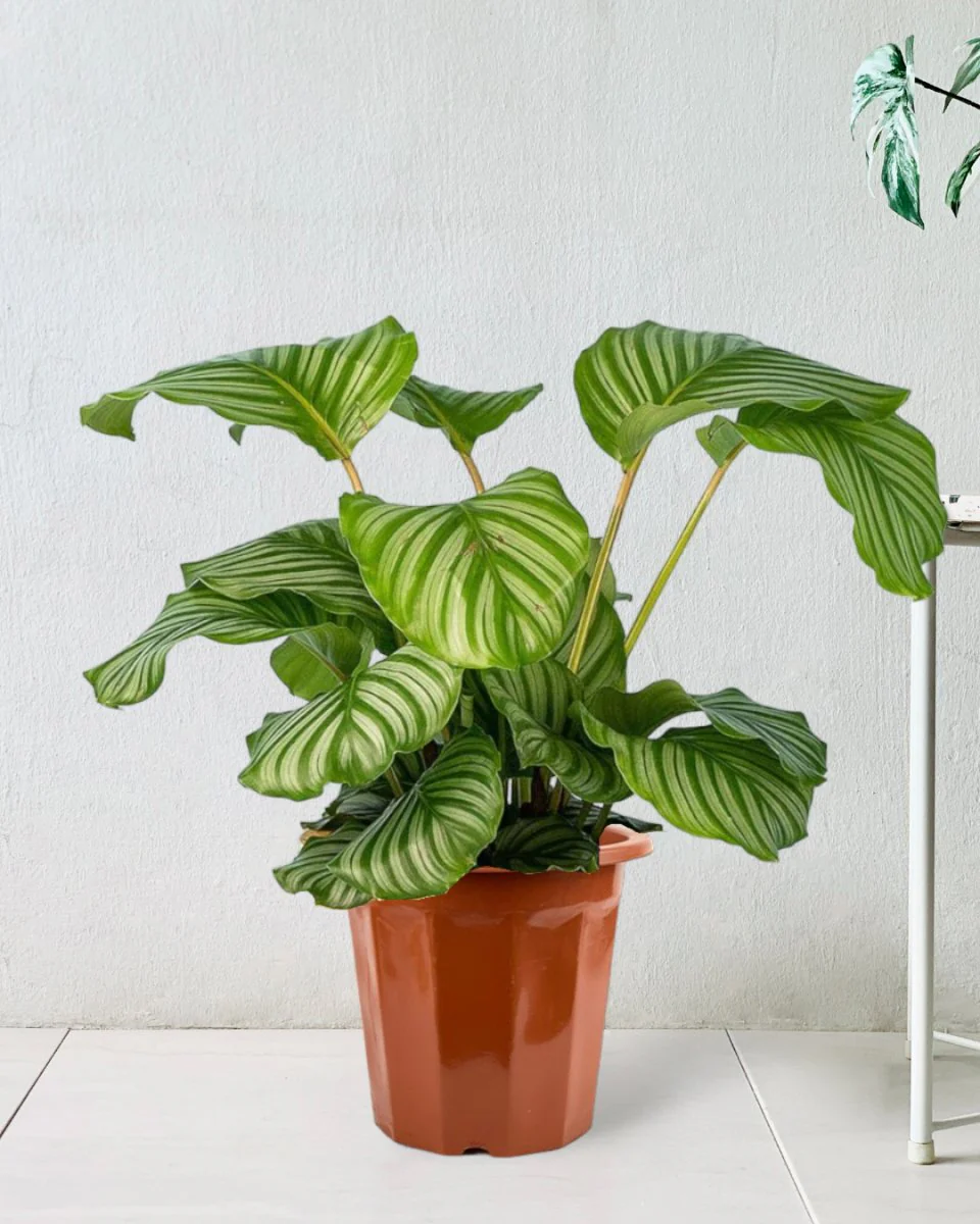Calathea Orbifolia - Image 12