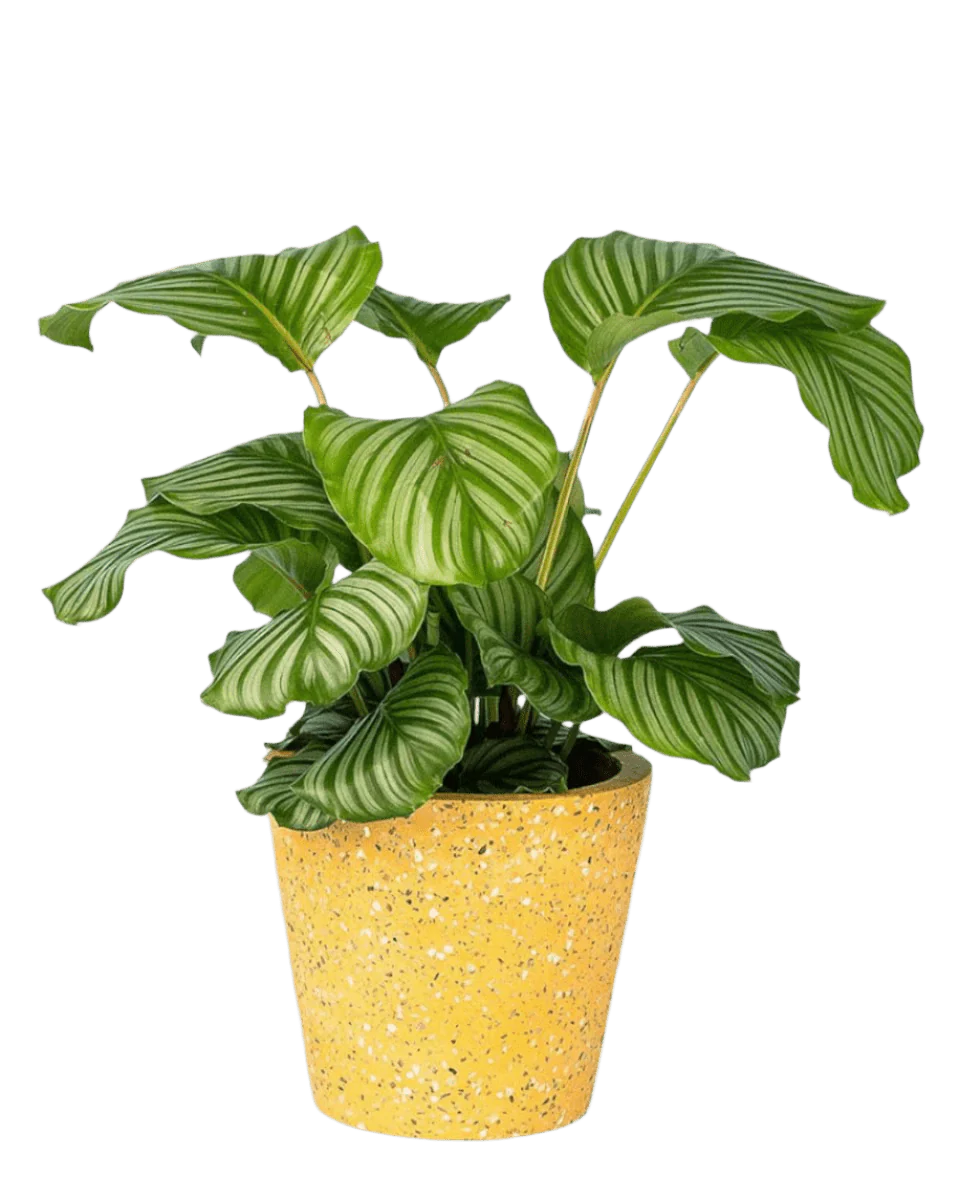 Calathea Orbifolia - Image 13