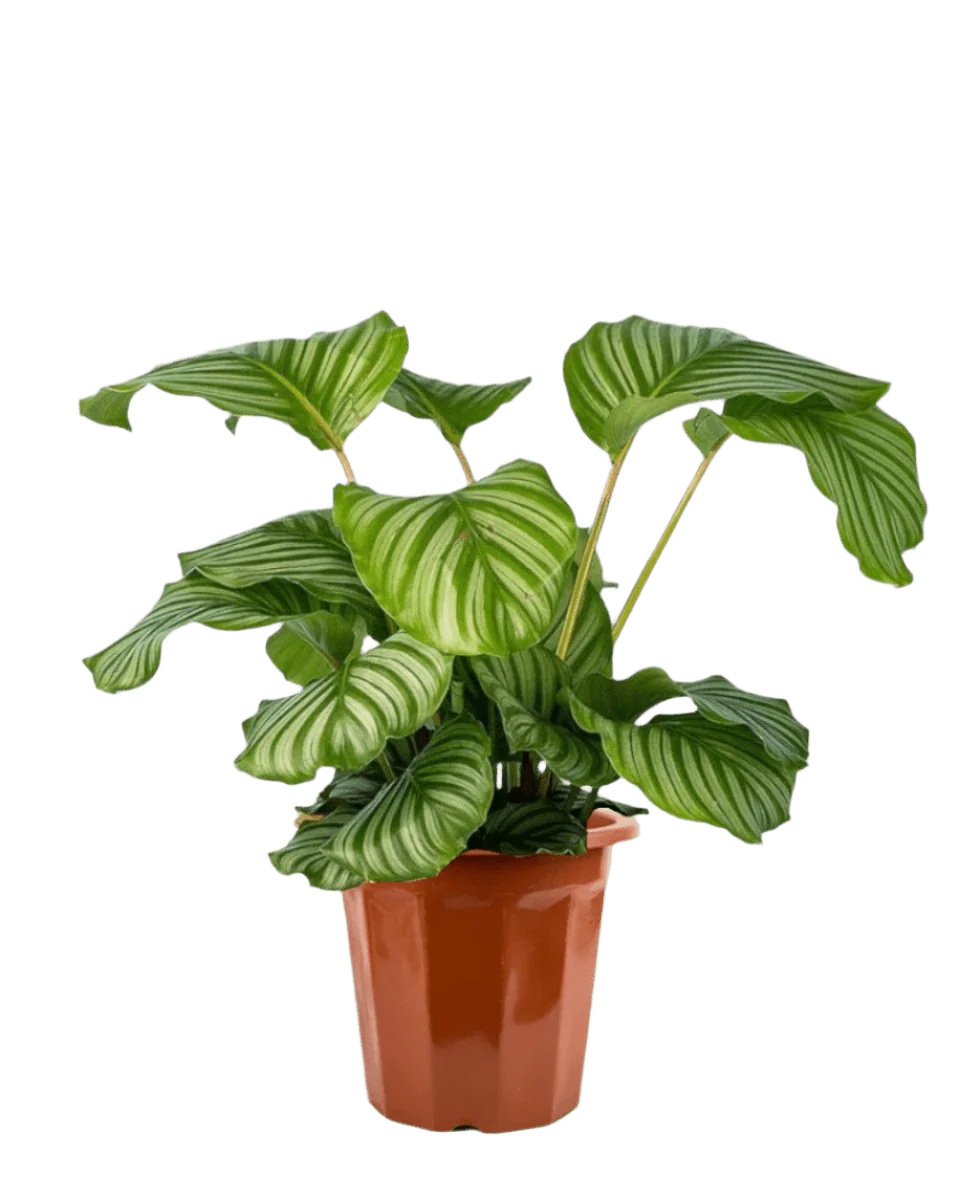 Calathea Orbifolia - Image 14