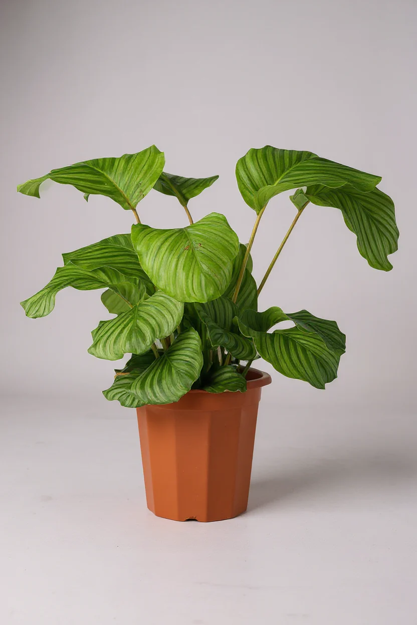 Calathea Orbifolia - Image 6