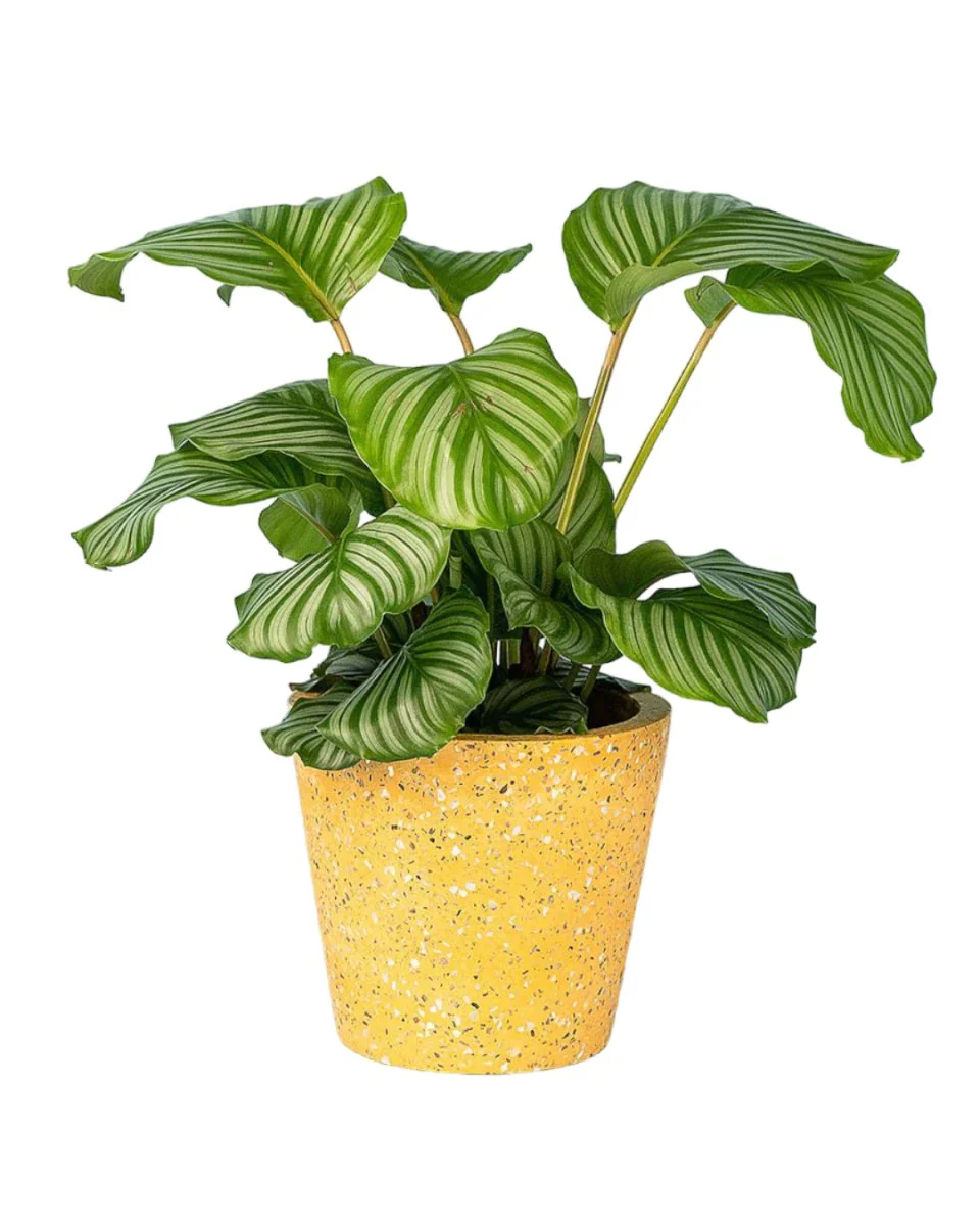 Calathea Orbifolia - Image 7