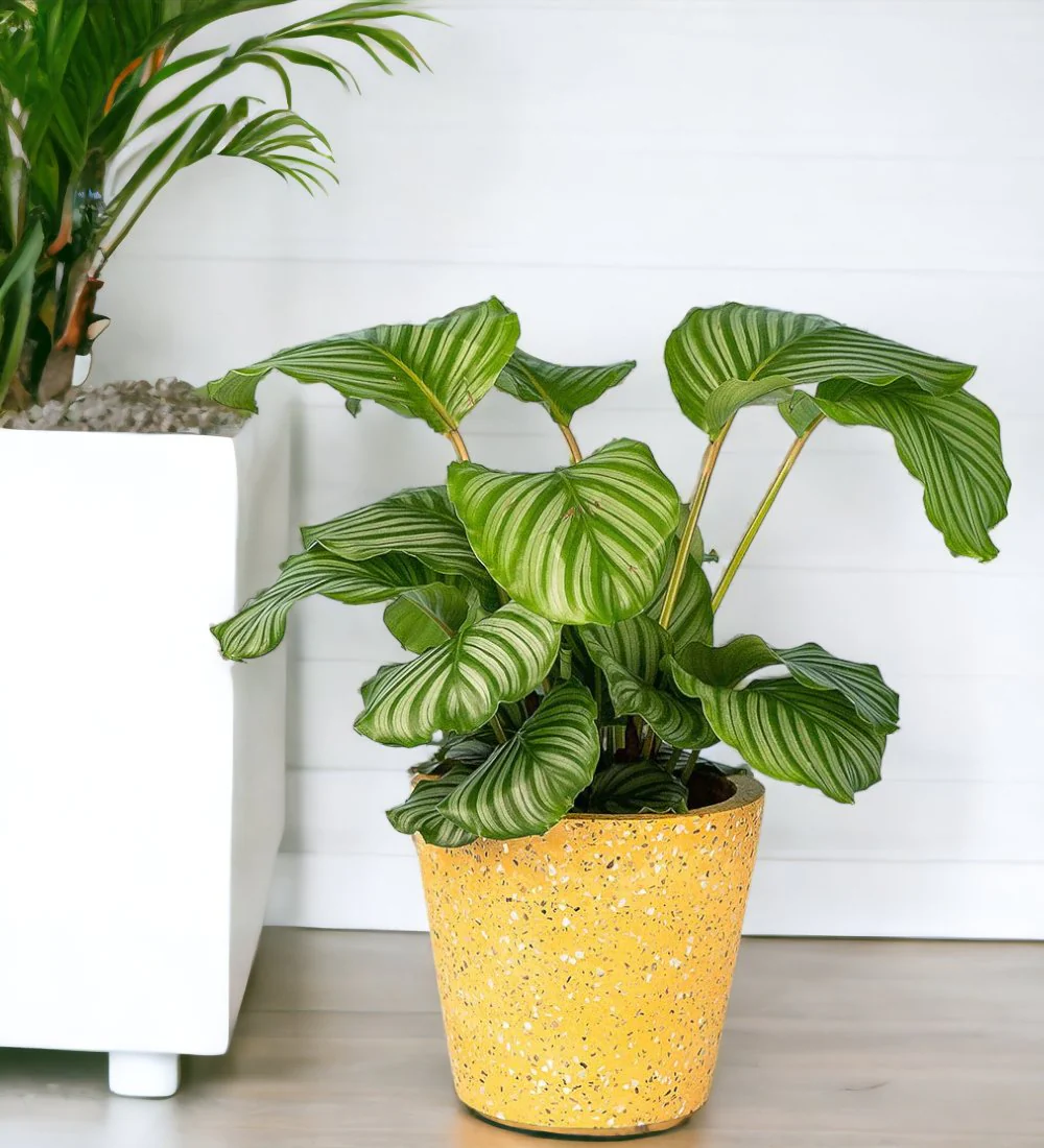 Calathea Orbifolia - Image 8