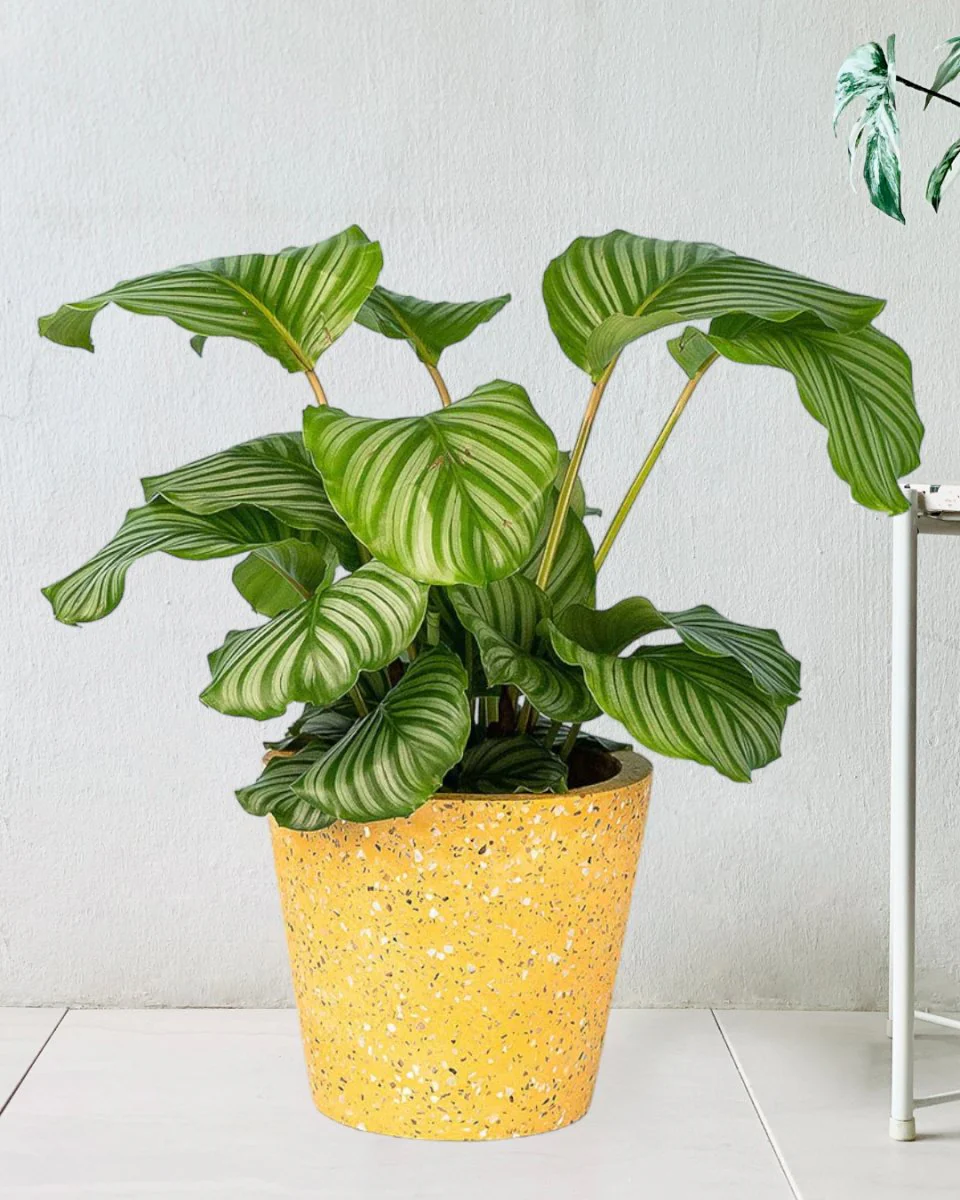 Calathea Orbifolia - Image 9