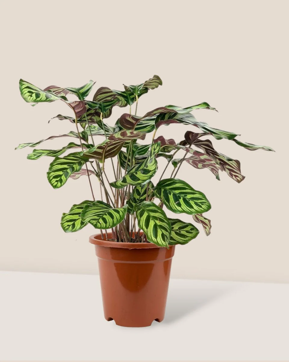 Calathea Peacock Plant - Image 10