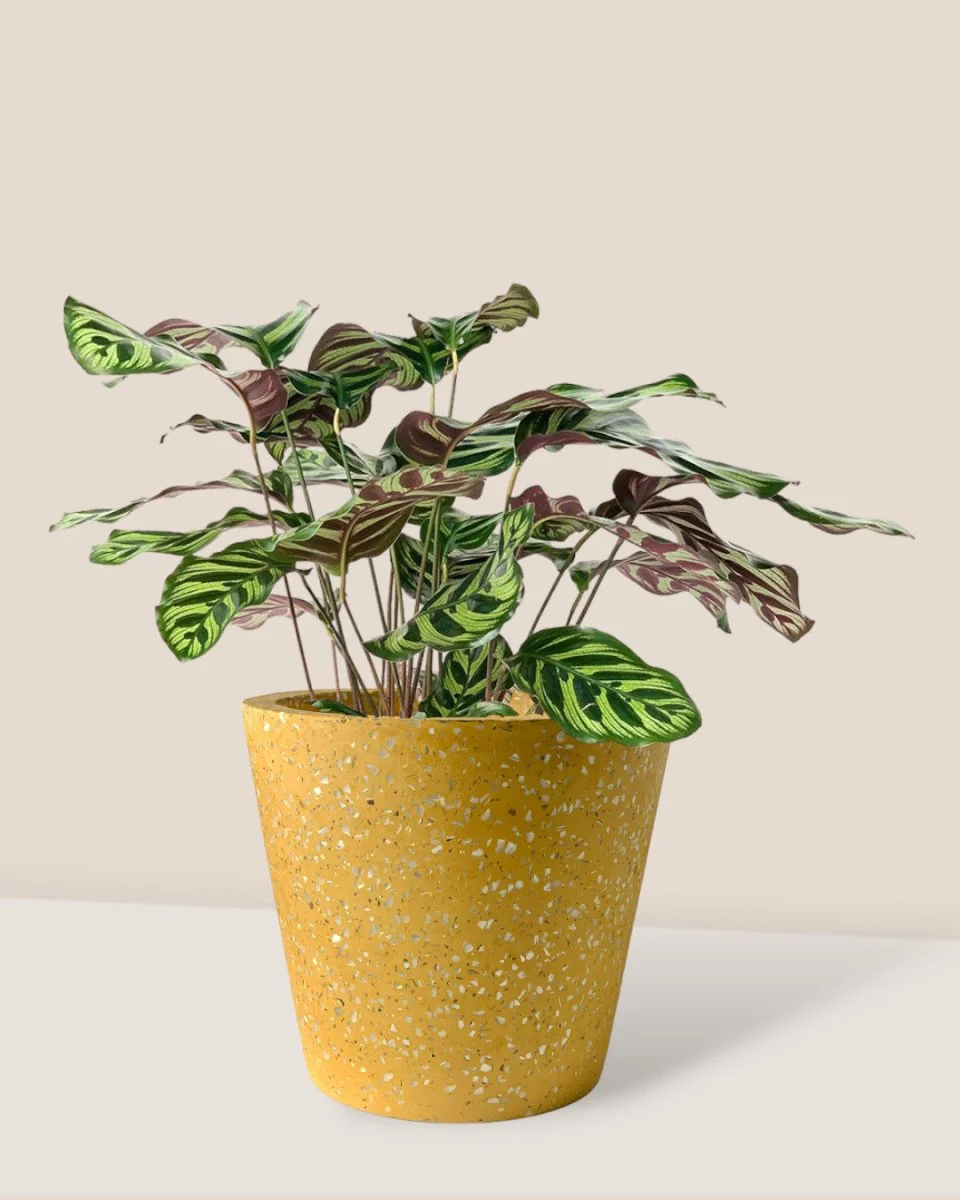 Calathea Peacock Plant - Image 11