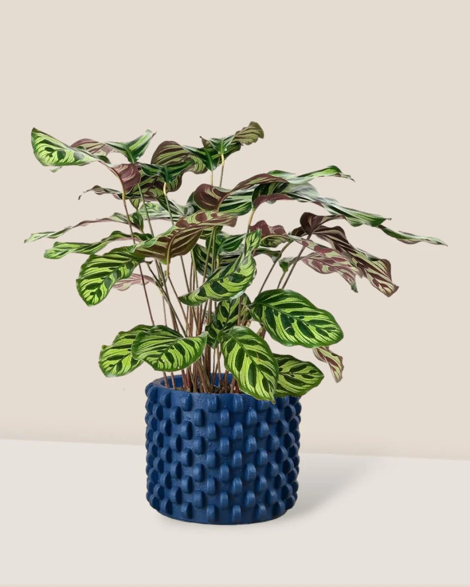 Calathea Peacock Plant - Image 12