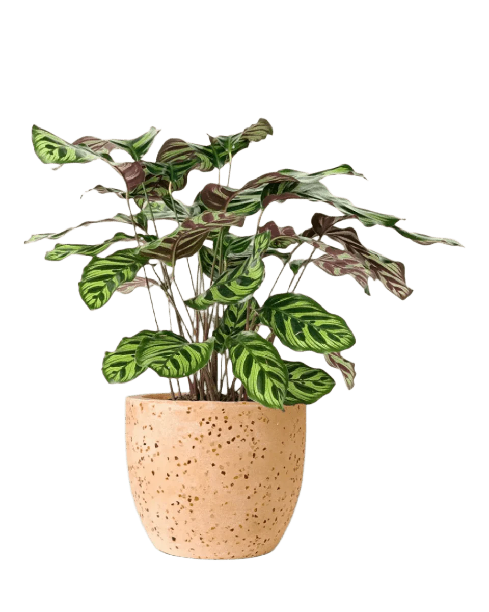 Calathea Peacock Plant - Image 13