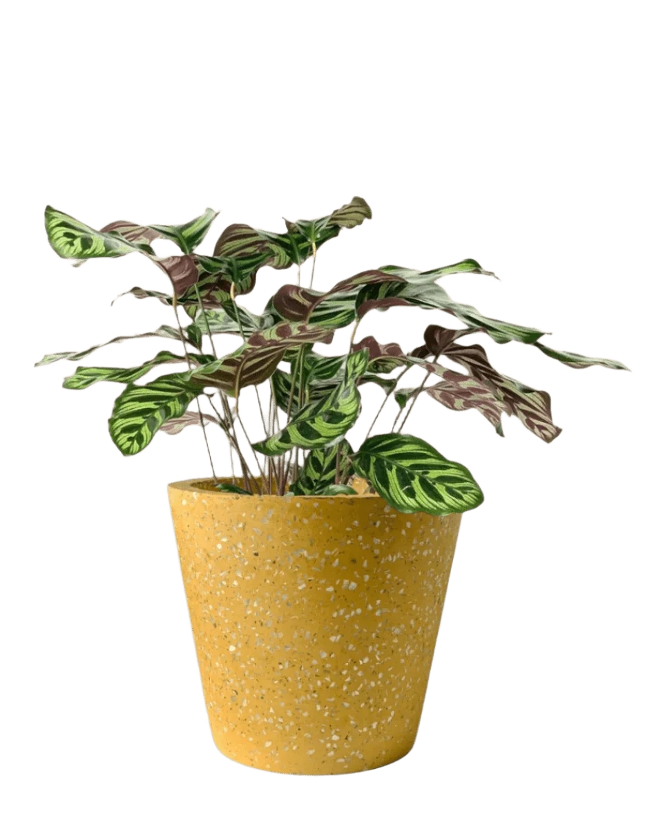 Calathea Peacock Plant - Image 14