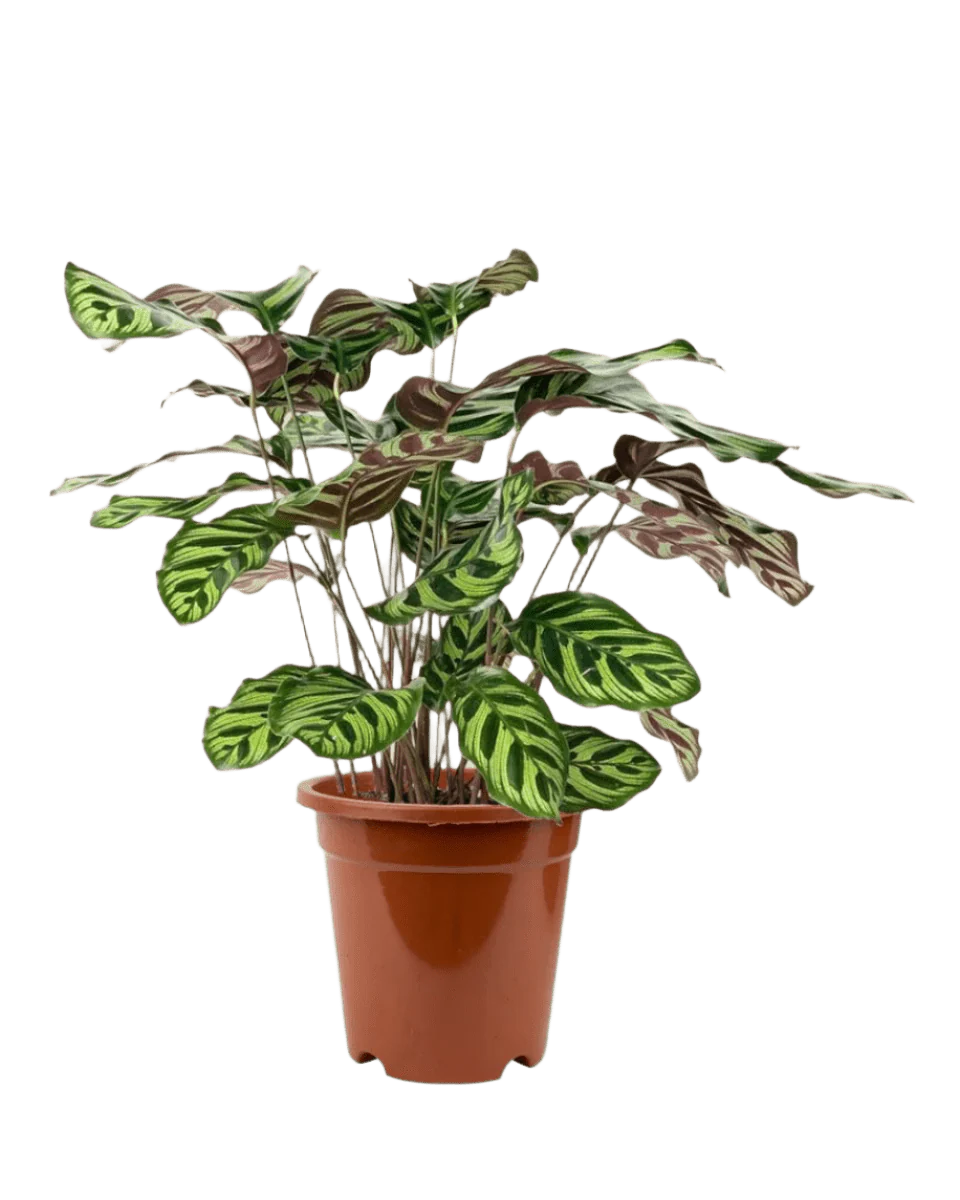 Calathea Peacock Plant - Image 15