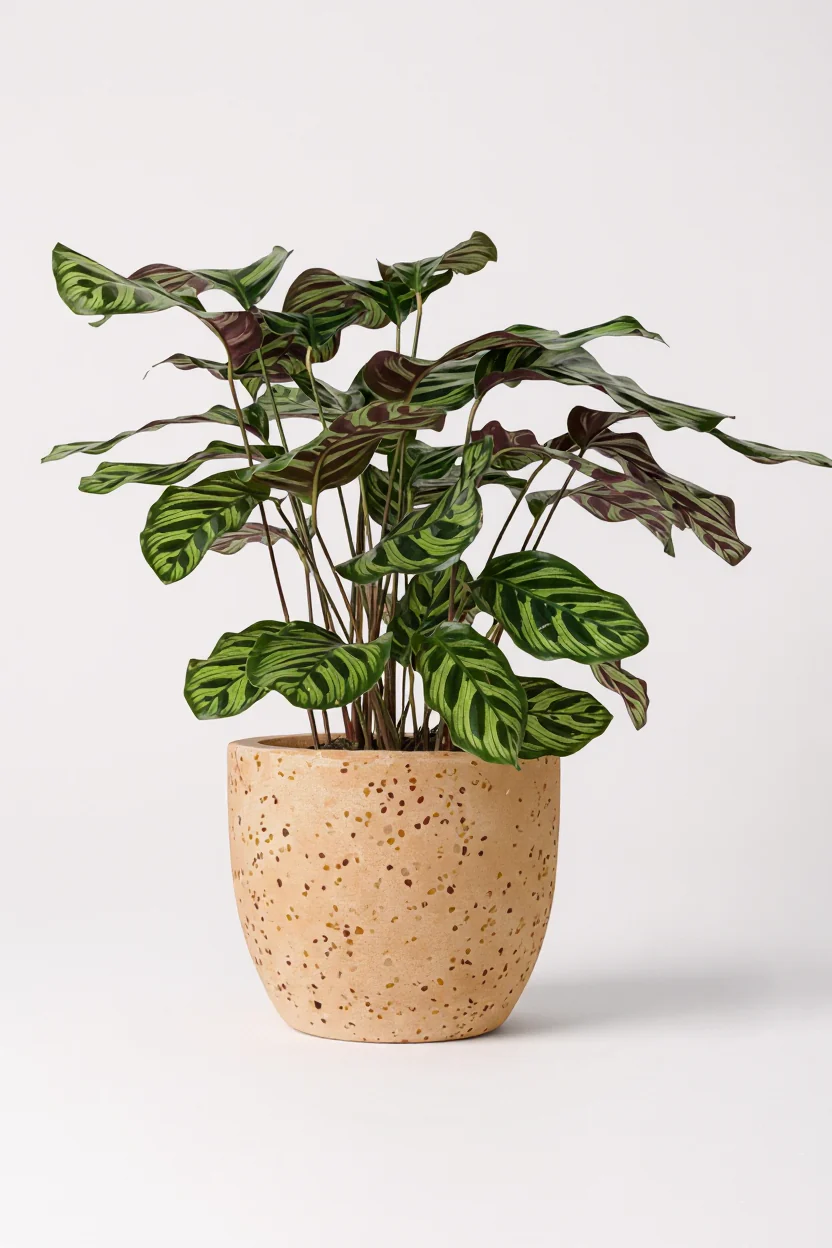 Calathea Peacock Plant - Image 5