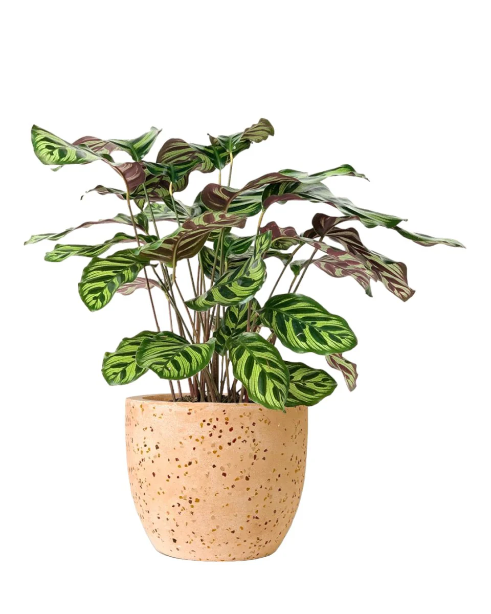 Calathea Peacock Plant - Image 7